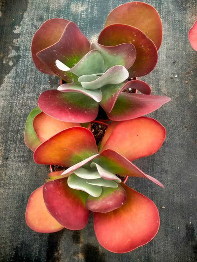 多肉植物 トウイン 12株セット 5号鉢 品番ZG00036