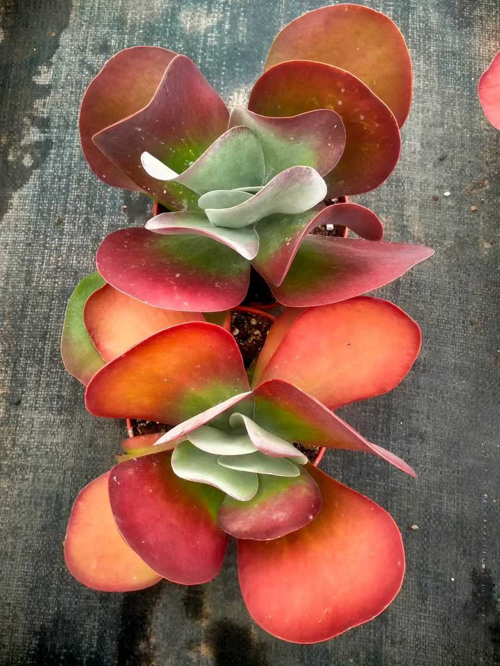 ご確認用　多肉 多肉植物 トウイン 12株セット 5号鉢 品番ZG00036 – 花のパッセージ