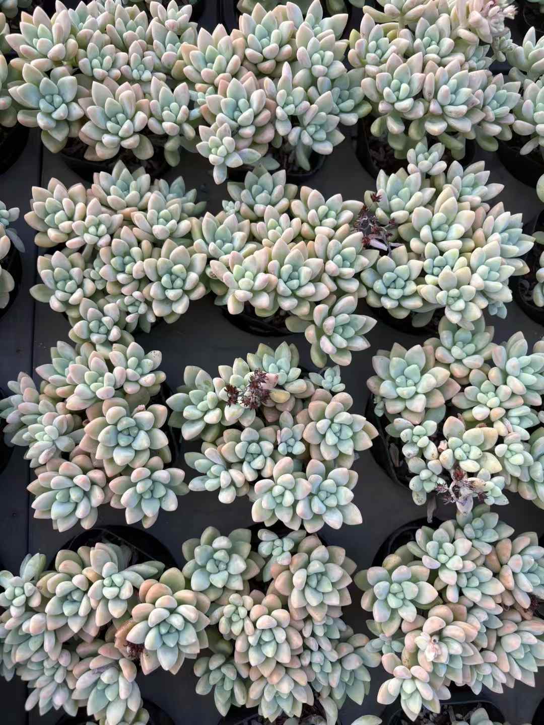 多肉植物 ちーずけーき 50株セット 2.5号鉢 品番AD00184