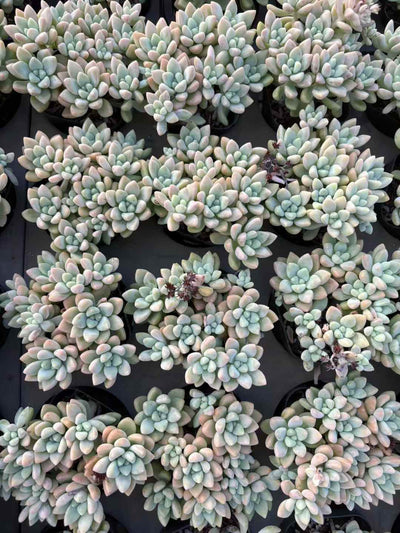 多肉植物 ちーずけーき 50株セット 2.5号鉢 品番AD00184