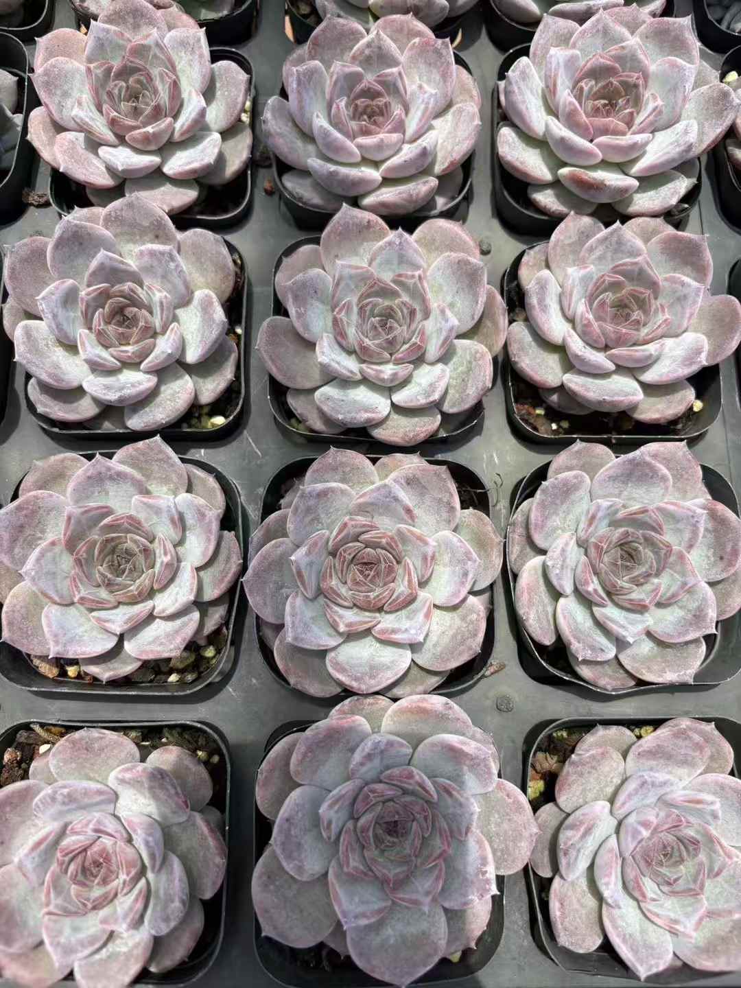 多肉植物 しびせい 50株セット 2.5号鉢 品番AD00036