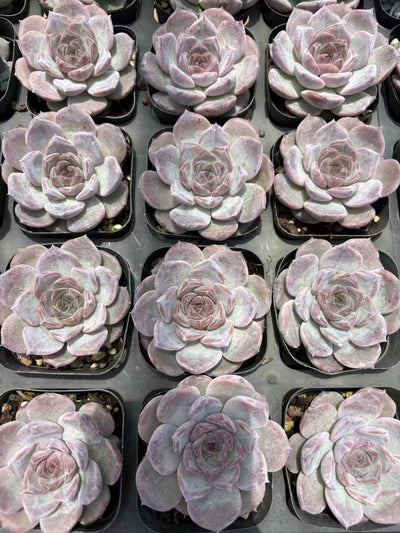 多肉植物 しびせい 50株セット 2.5号鉢 品番AD00036