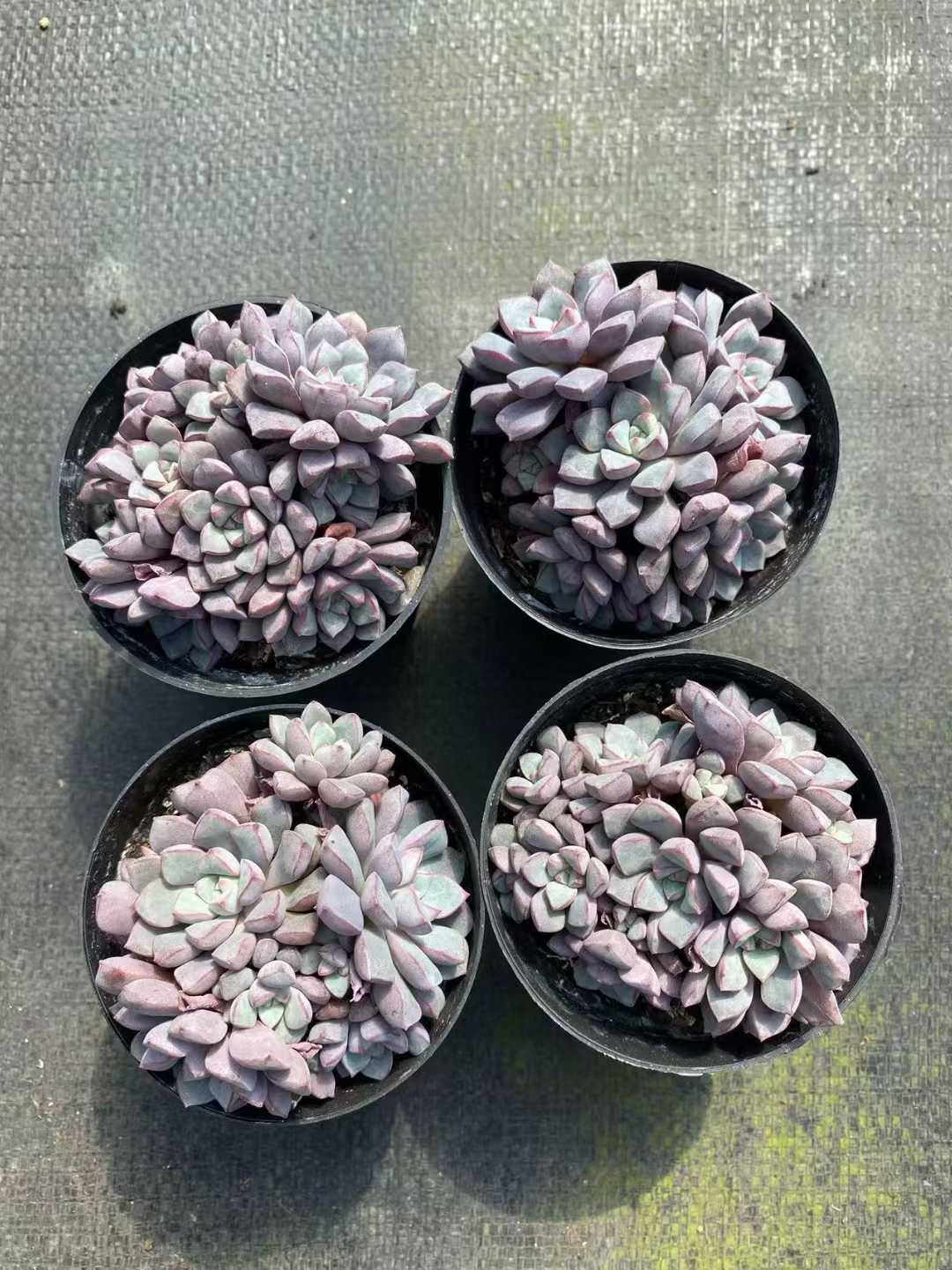 多肉植物 サファイアグン 35株セット 3号鉢 品番AF00020