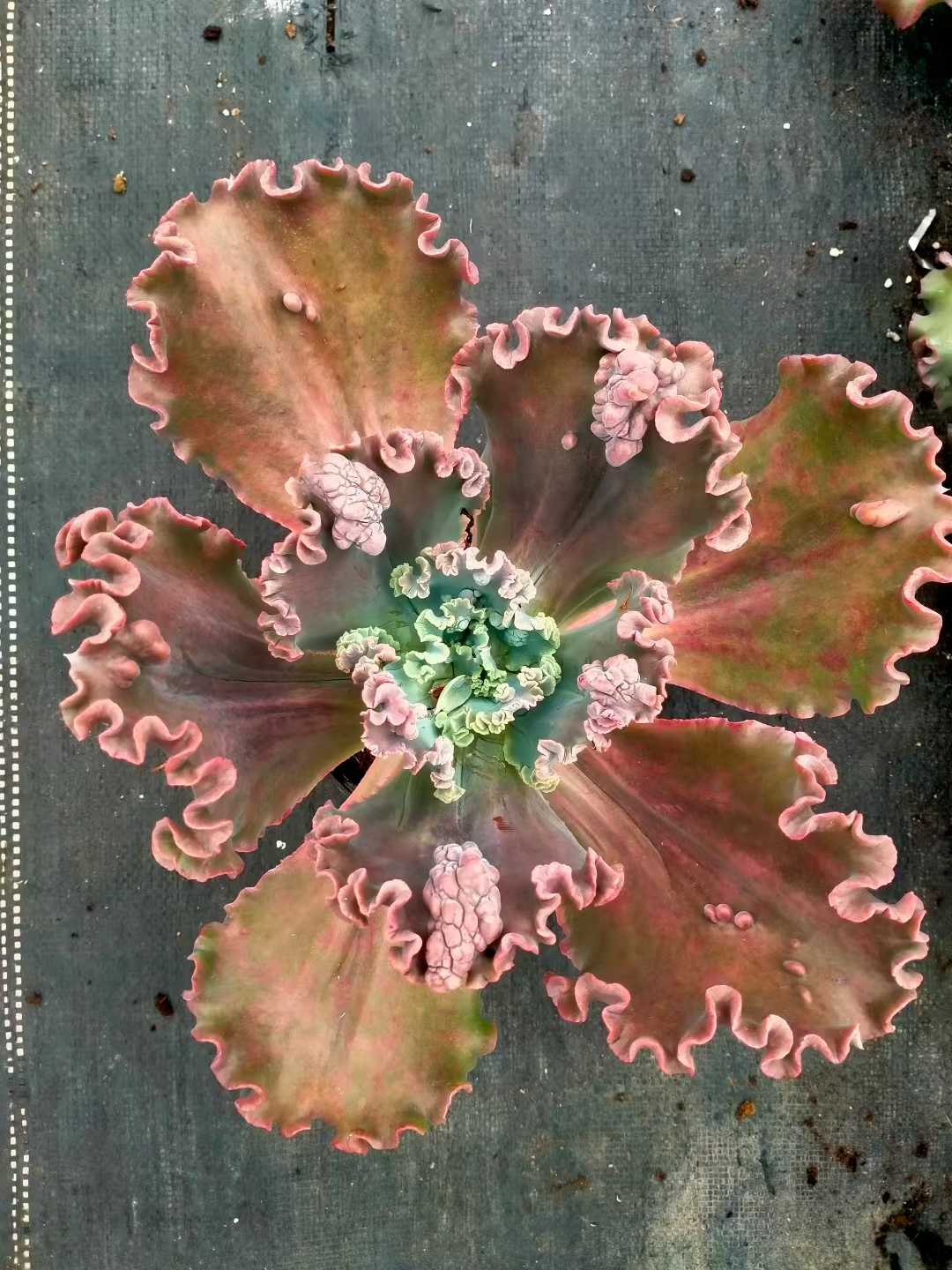 多肉植物 ダンシャク 8株セット 6号鉢 品番ZG00015