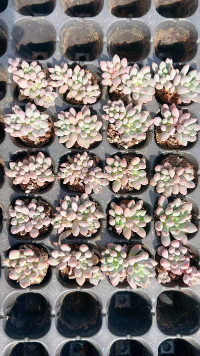 多肉植物 ドラセナウォーター 105株セット 品番AH00007