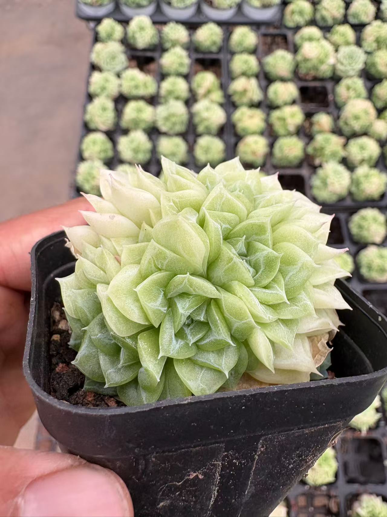 多肉植物 はくてんが 50株セット 2.5号鉢 品番AD00058
