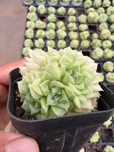多肉植物 はくてんが 50株セット 2.5号鉢 品番AD00058