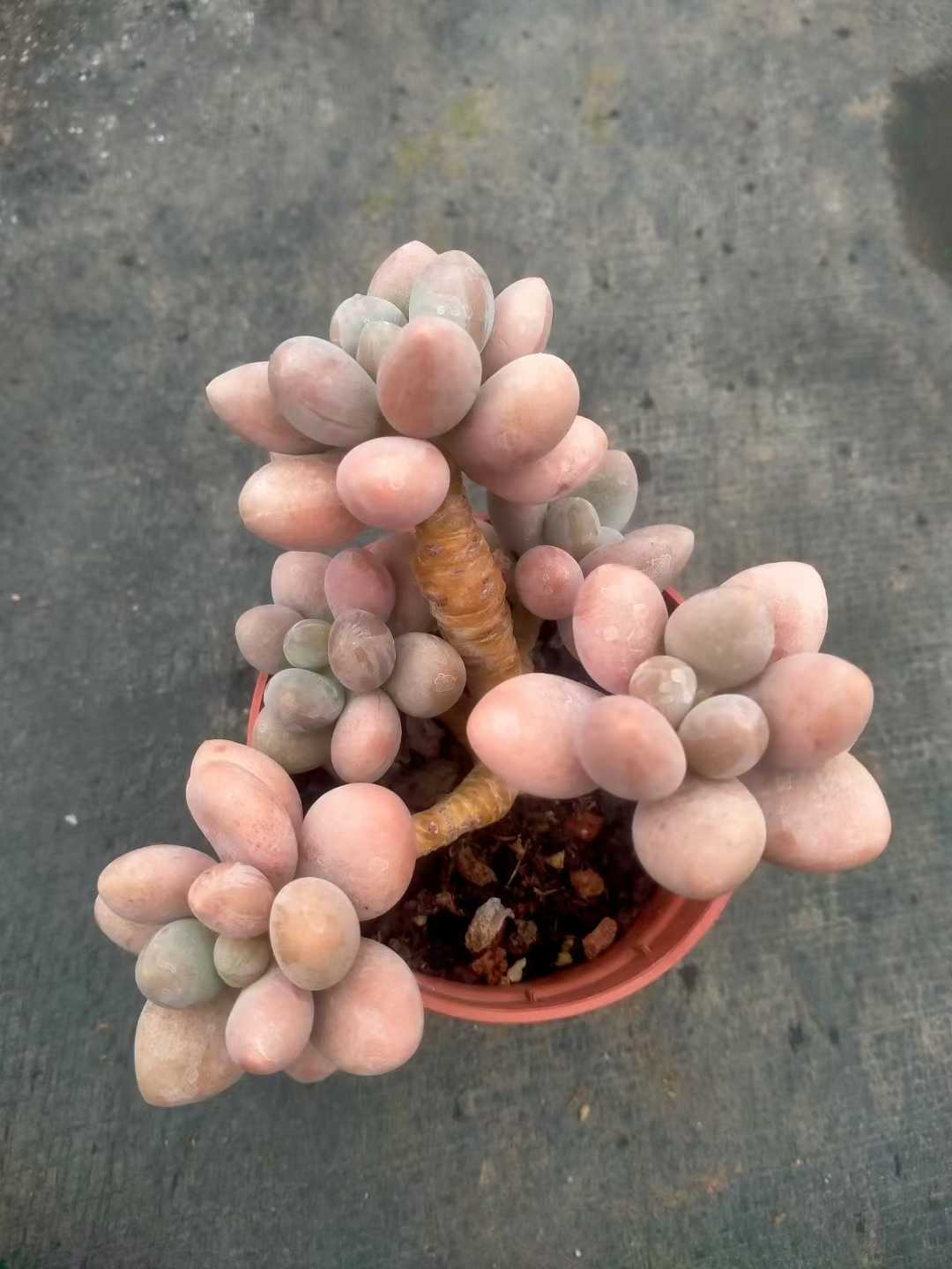 多肉植物 ピンクラバー 35株セット 3号鉢 品番ZG00066