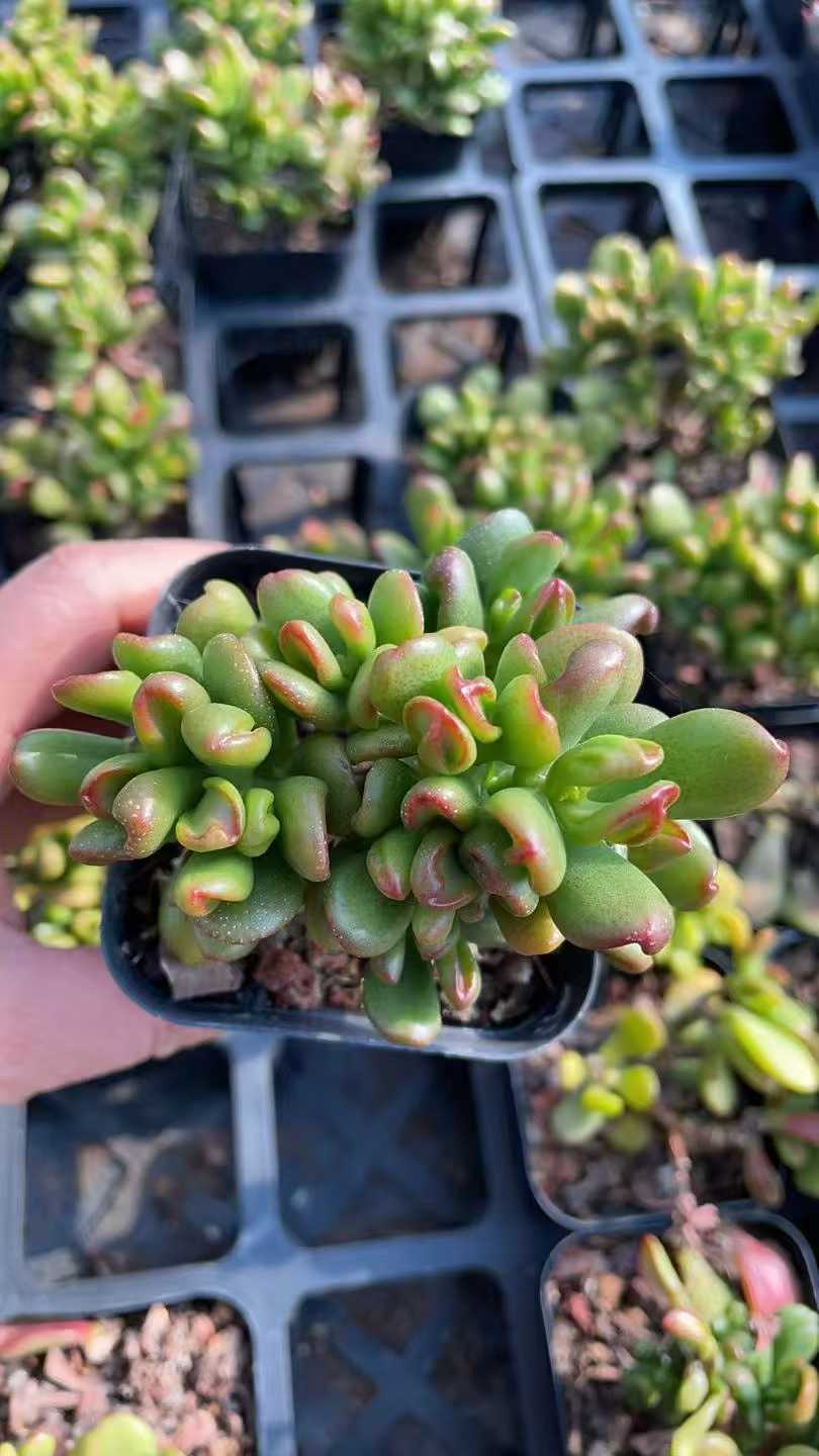 多肉植物 ショウザイネコ 50株セット 2.5号鉢 品番AE00001