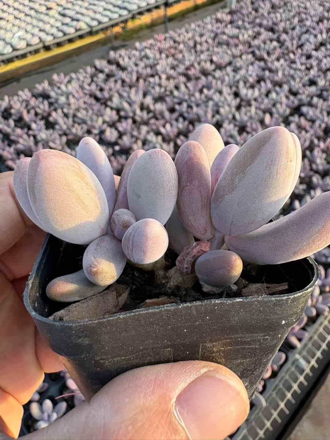多肉植物 くれないゆび 50株セット 2.5号鉢 品番AD00243