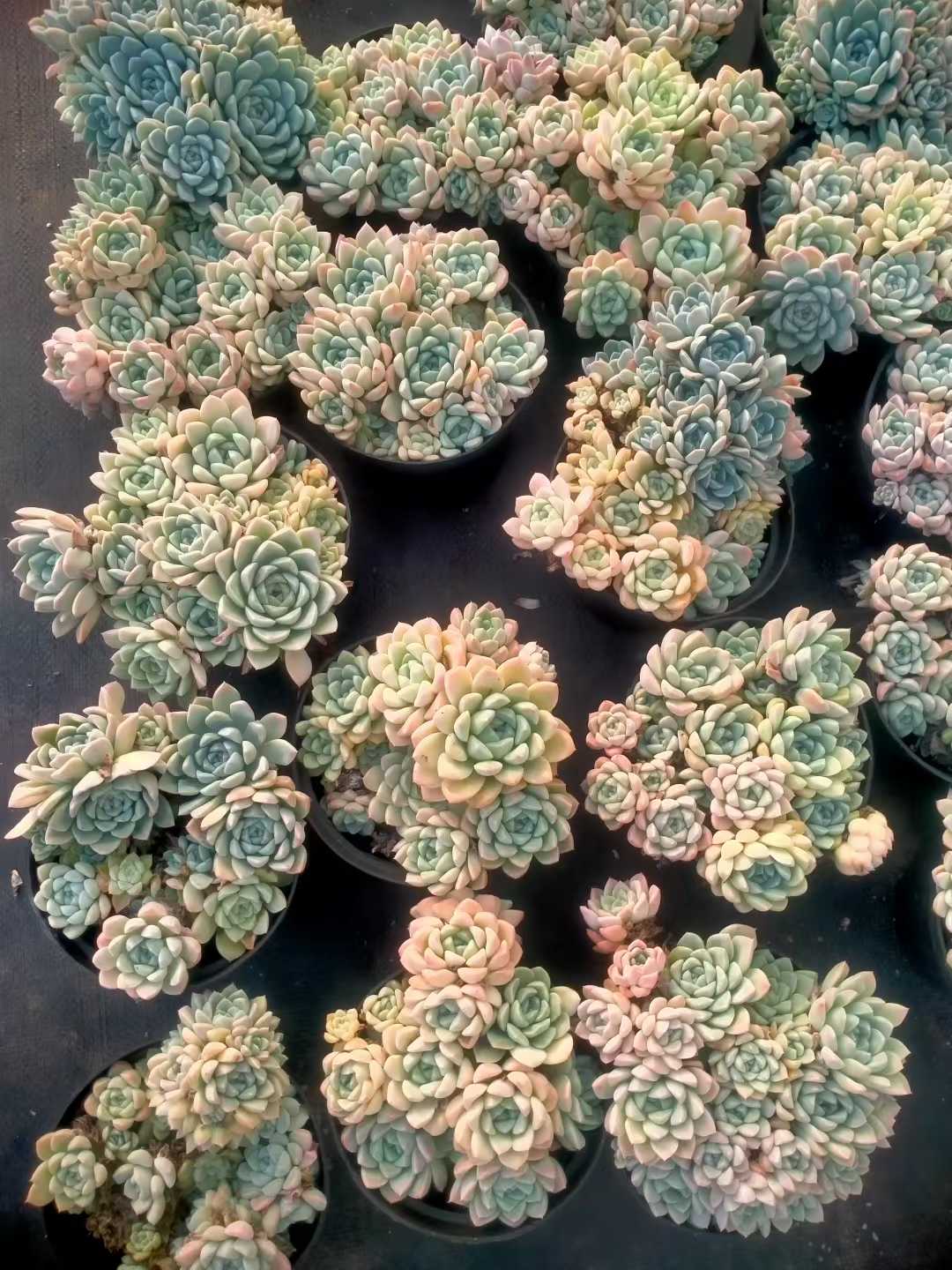 多肉植物 ナイユウビジン 12株セット 5号鉢 品番ZG00069