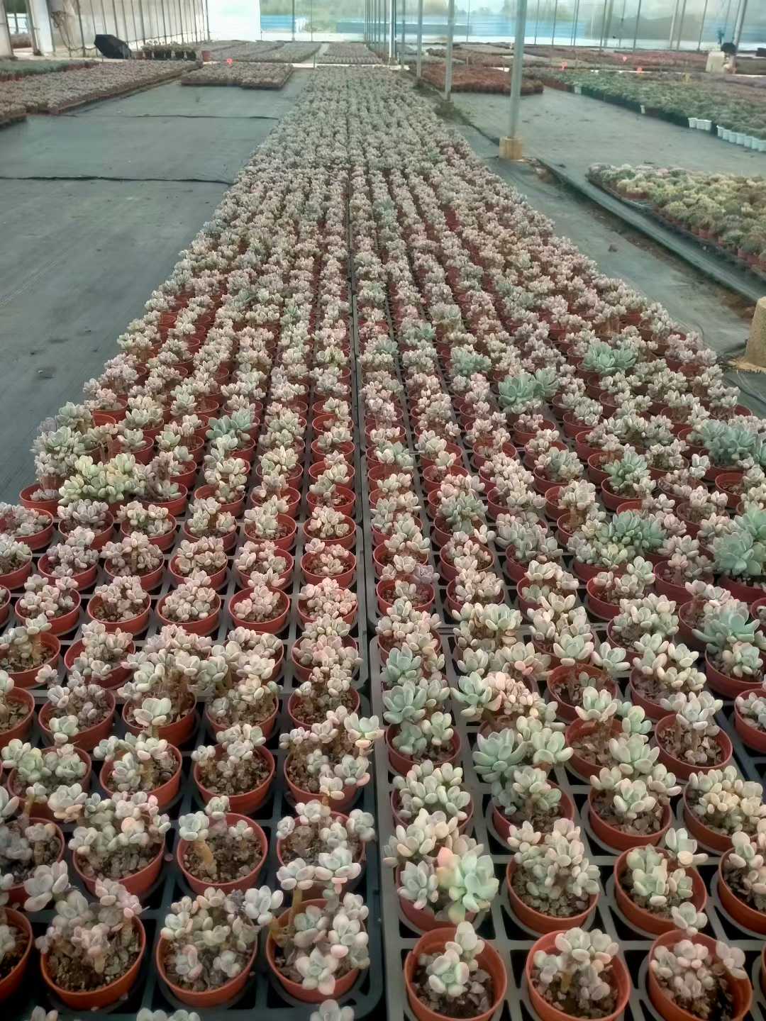 多肉植物 ショウロウショウミカヅキビジン 35株セット 3号鉢 品番ZG00048