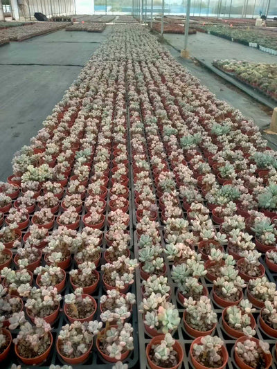 多肉植物 ショウロウショウミカヅキビジン 35株セット 3号鉢 品番ZG00048