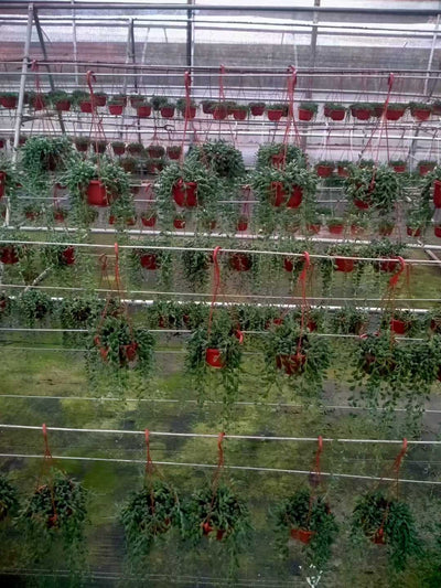 多肉植物 ブツジュ 24株セット 4号鉢 品番ZG00058