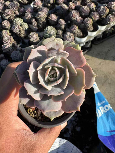 多肉植物 ルナレンろうくい 50株セット 3号鉢 品番AD00236