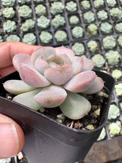 多肉植物 くれないこいびと 50株セット 2.5号鉢 品番AD00035