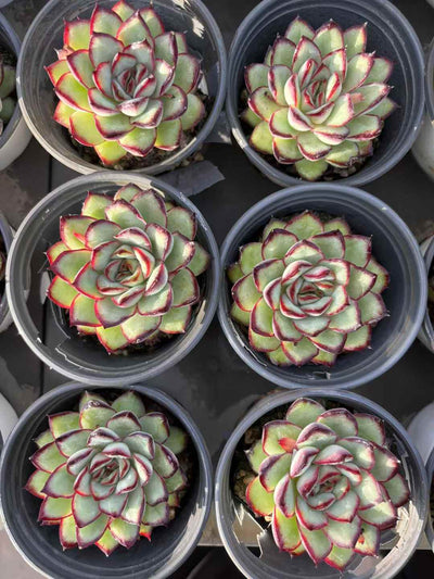 多肉植物 れいえい 36株セット 3号鉢 品番AD00127