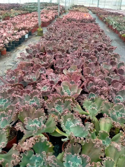 多肉植物 ダンシャク 8株セット 6号鉢 品番ZG00015