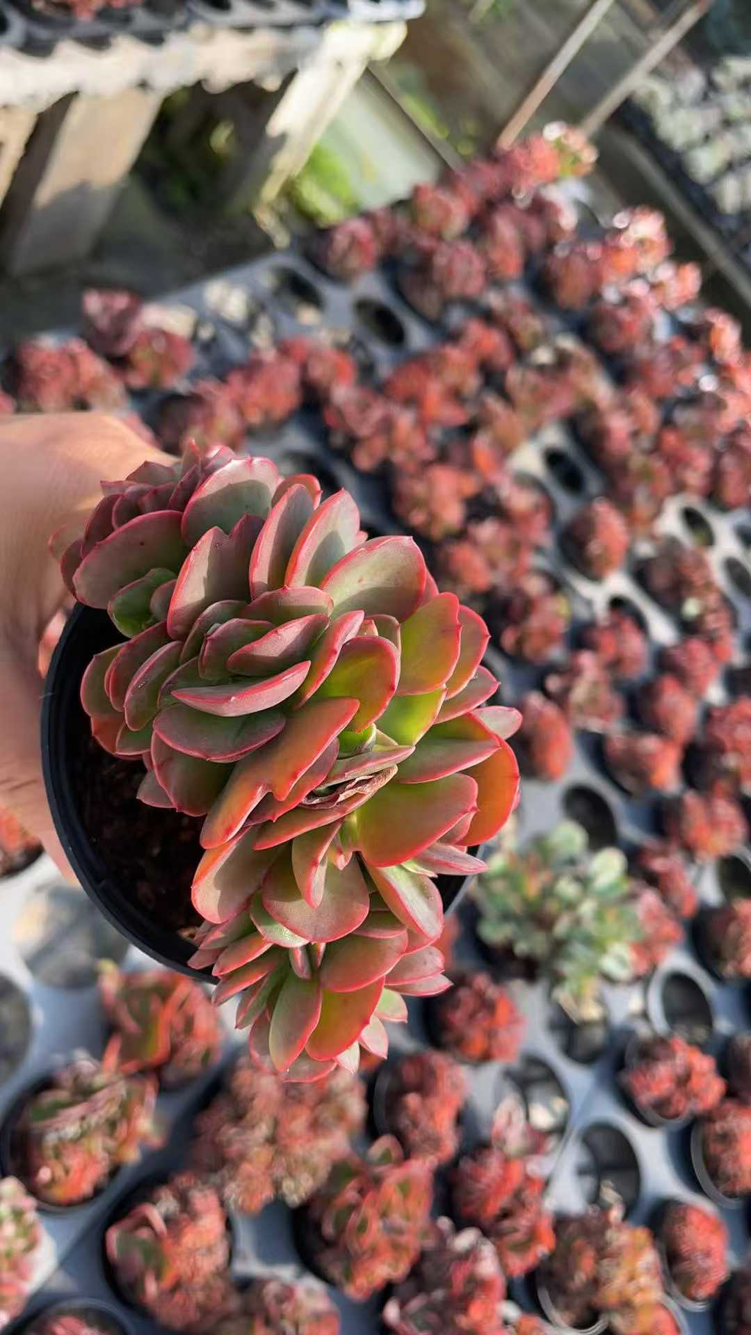 多肉植物 バビーツイカ 15株セット 3号鉢 品番AE00053