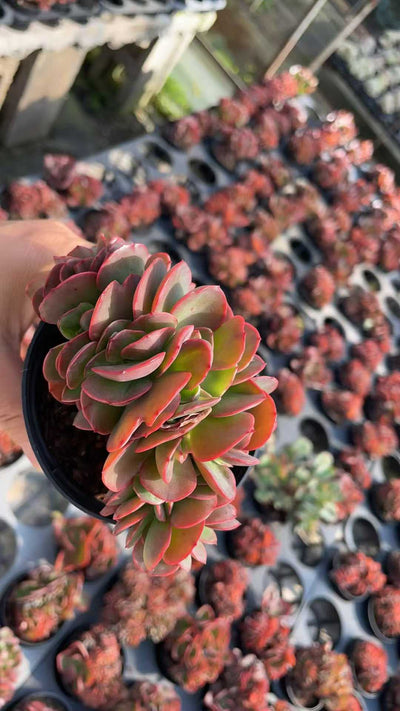 多肉植物 バビーツイカ 15株セット 3号鉢 品番AE00053