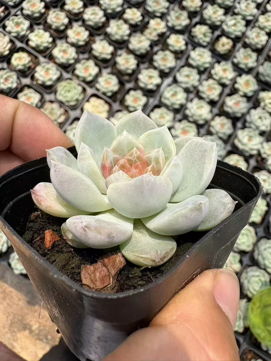 多肉植物 フロイト 50株セット 2.5号鉢 品番AD00068