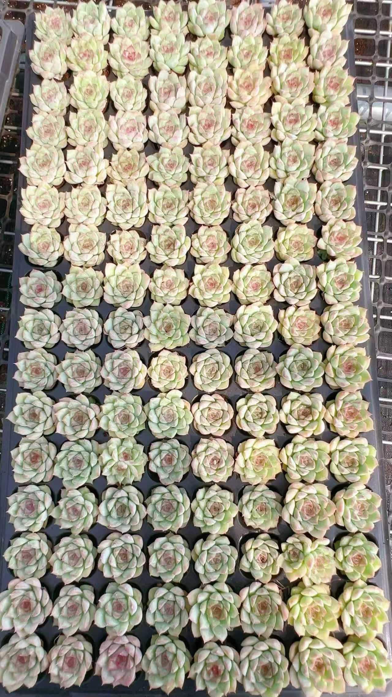 多肉植物 トウシュン 128株セット 品番AH00029