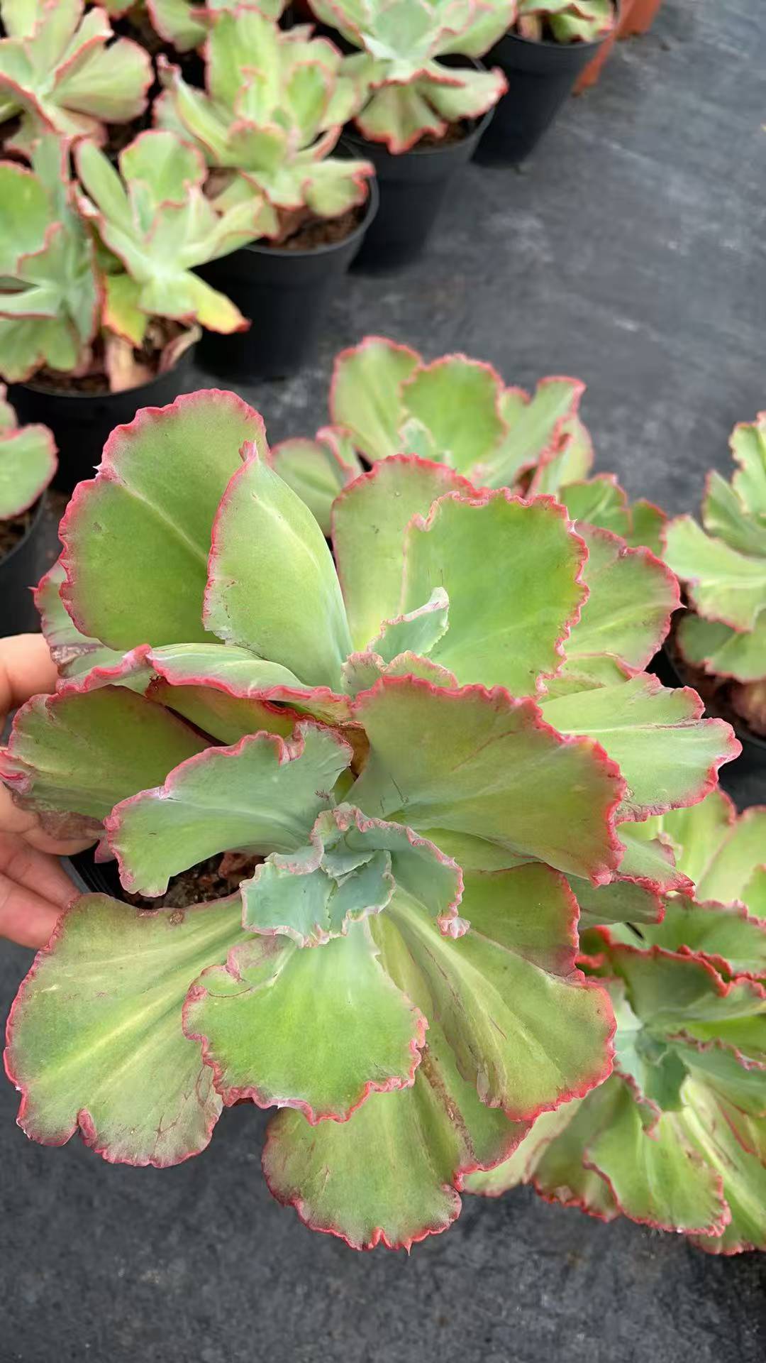 多肉植物 ブカイコウクン 8株セット 5号鉢 品番AE00051