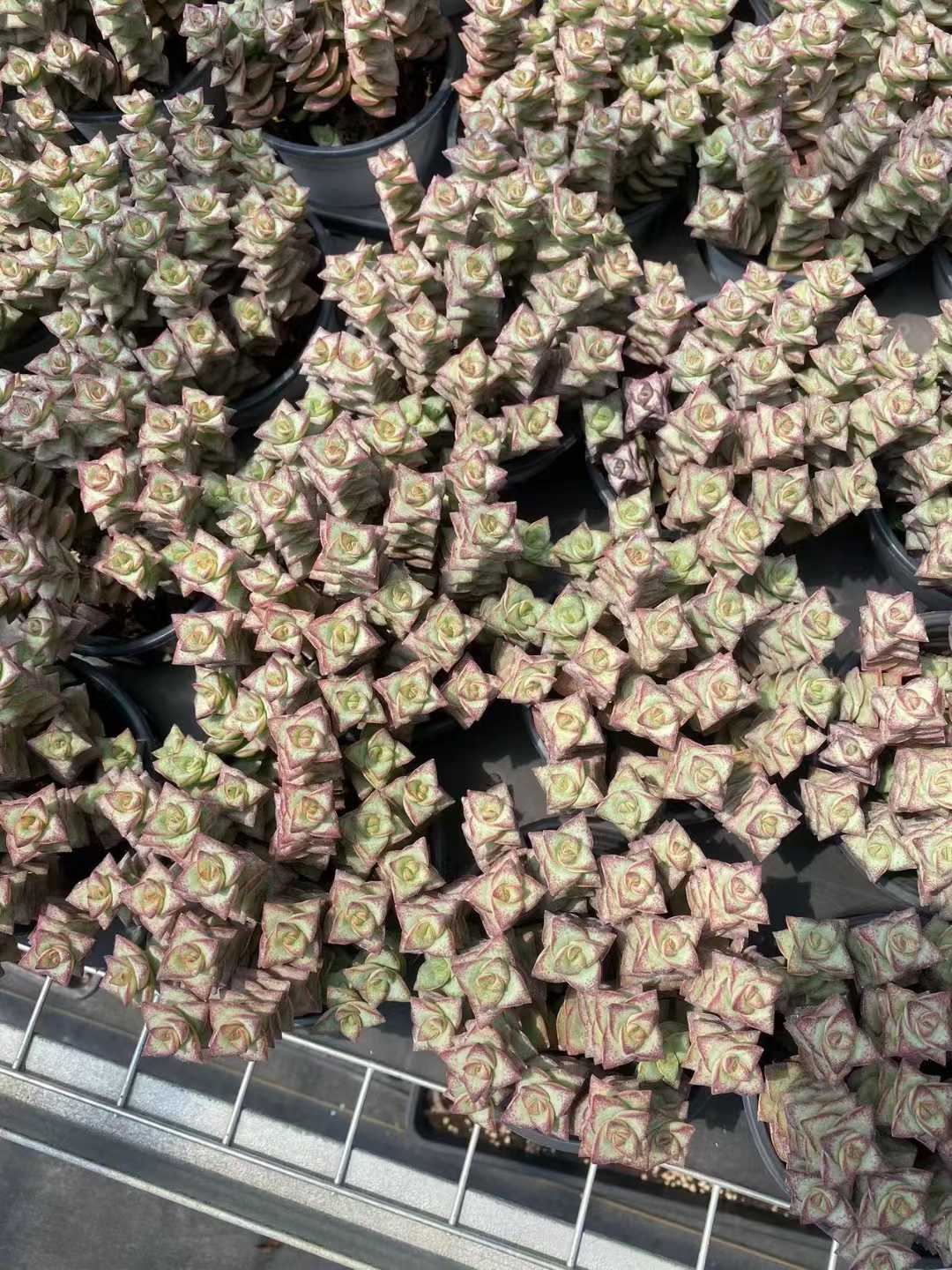 多肉植物 ホシオウジ 15株セット 4号鉢 品番AF00006