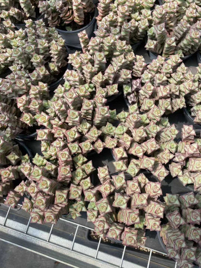 多肉植物 ホシオウジ 15株セット 4号鉢 品番AF00006