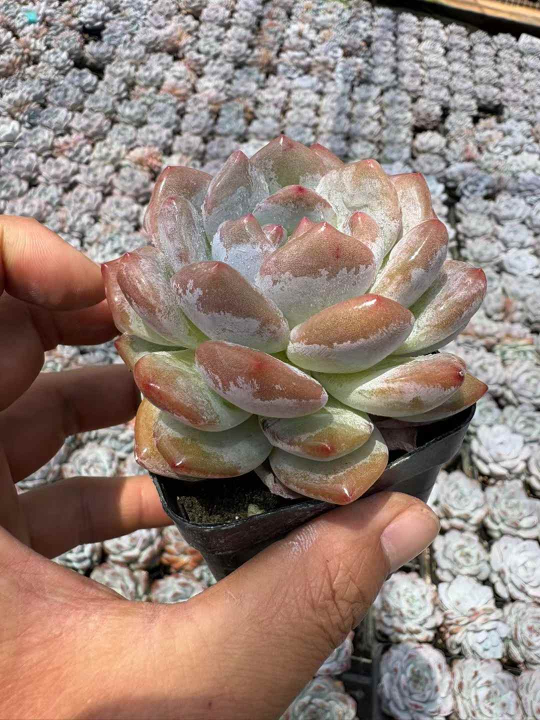 多肉植物 マリリンたんとう 50株セット 2.5号鉢 品番AD00208