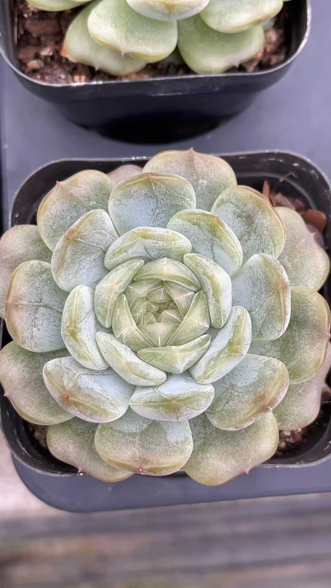 多肉植物 ハクレン 50株セット 2.5号鉢 品番AE00008