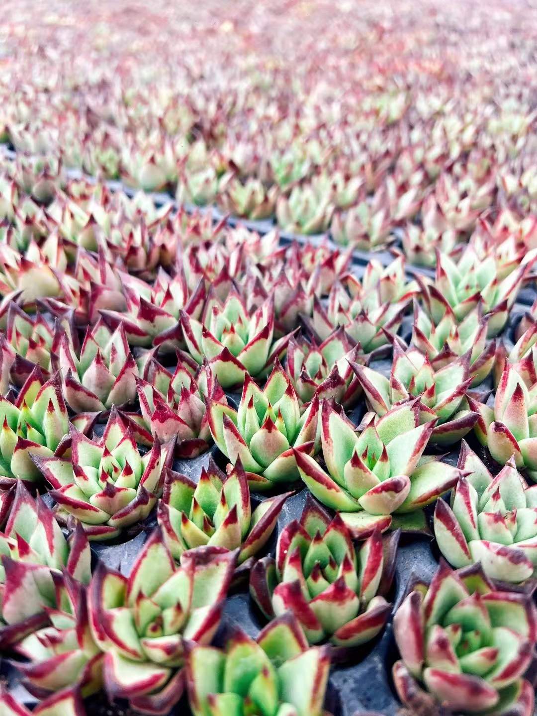 多肉植物 クロエボニー 105株セット 品番AH00013