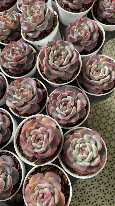 多肉植物 マセル 50株セット 2号鉢 品番AE00040