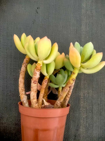 多肉植物 コウビジン 24株セット 4号鉢 品番ZG00037