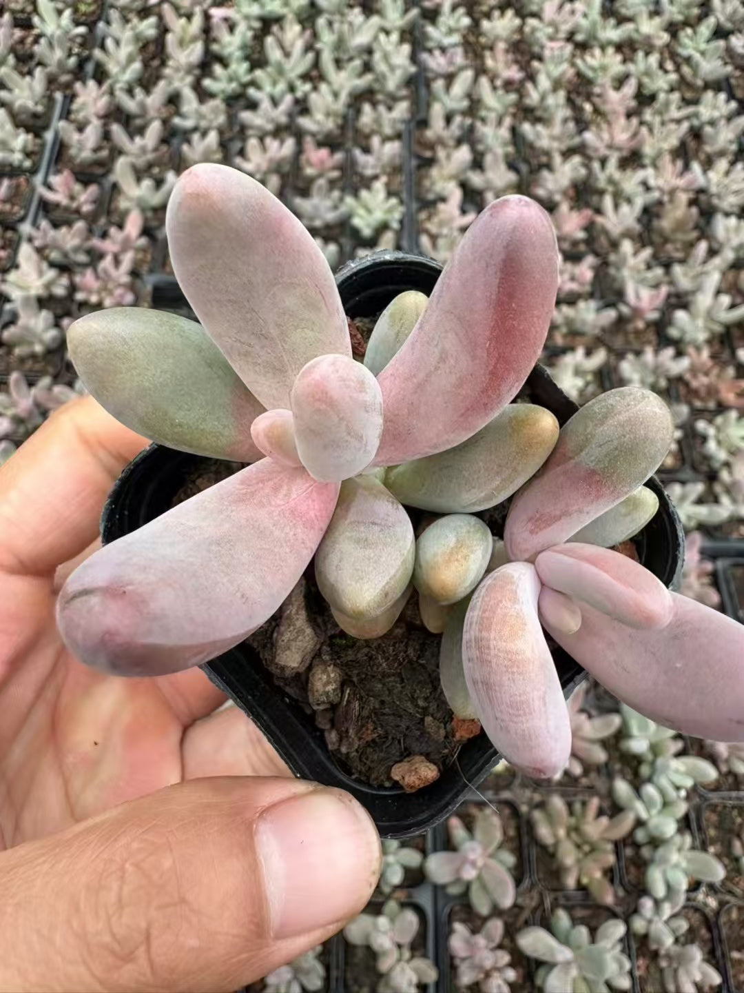 多肉植物 くれないゆび 50株セット 2.5号鉢 品番AD00072