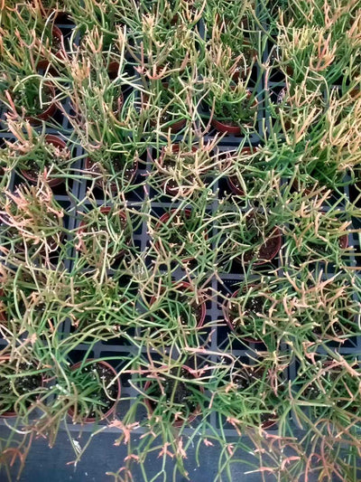 多肉植物 ベニサンゴグンセイドトウ 24株セット 4号鉢 品番ZG00022