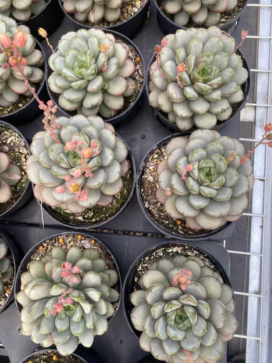 多肉植物 ブドウ 30株セット 4号鉢 品番AF00003