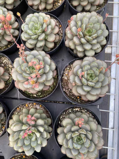 多肉植物 ブドウ 30株セット 4号鉢 品番AF00003