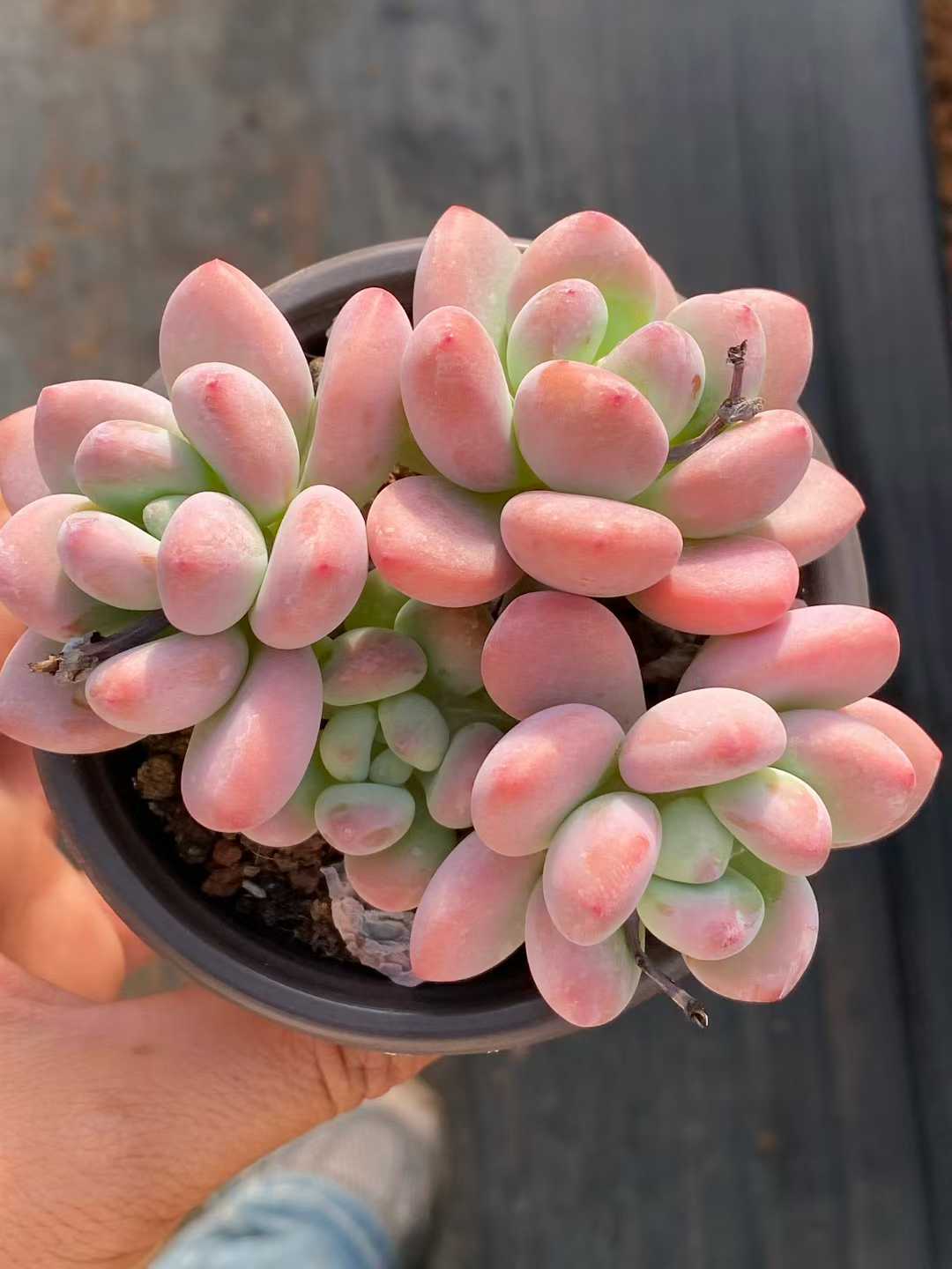 多肉植物 ルオシェン 18株セット 3号鉢 品番AA00134