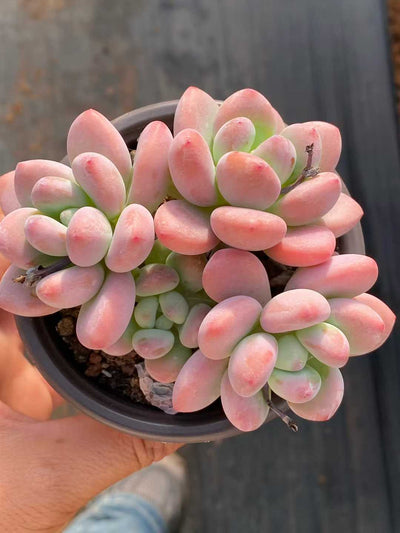 多肉植物 ルオシェン 18株セット 3号鉢 品番AA00134