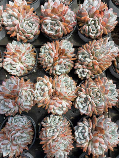 多肉植物 マリリンぐん 18株セット 3号鉢 品番AD00216