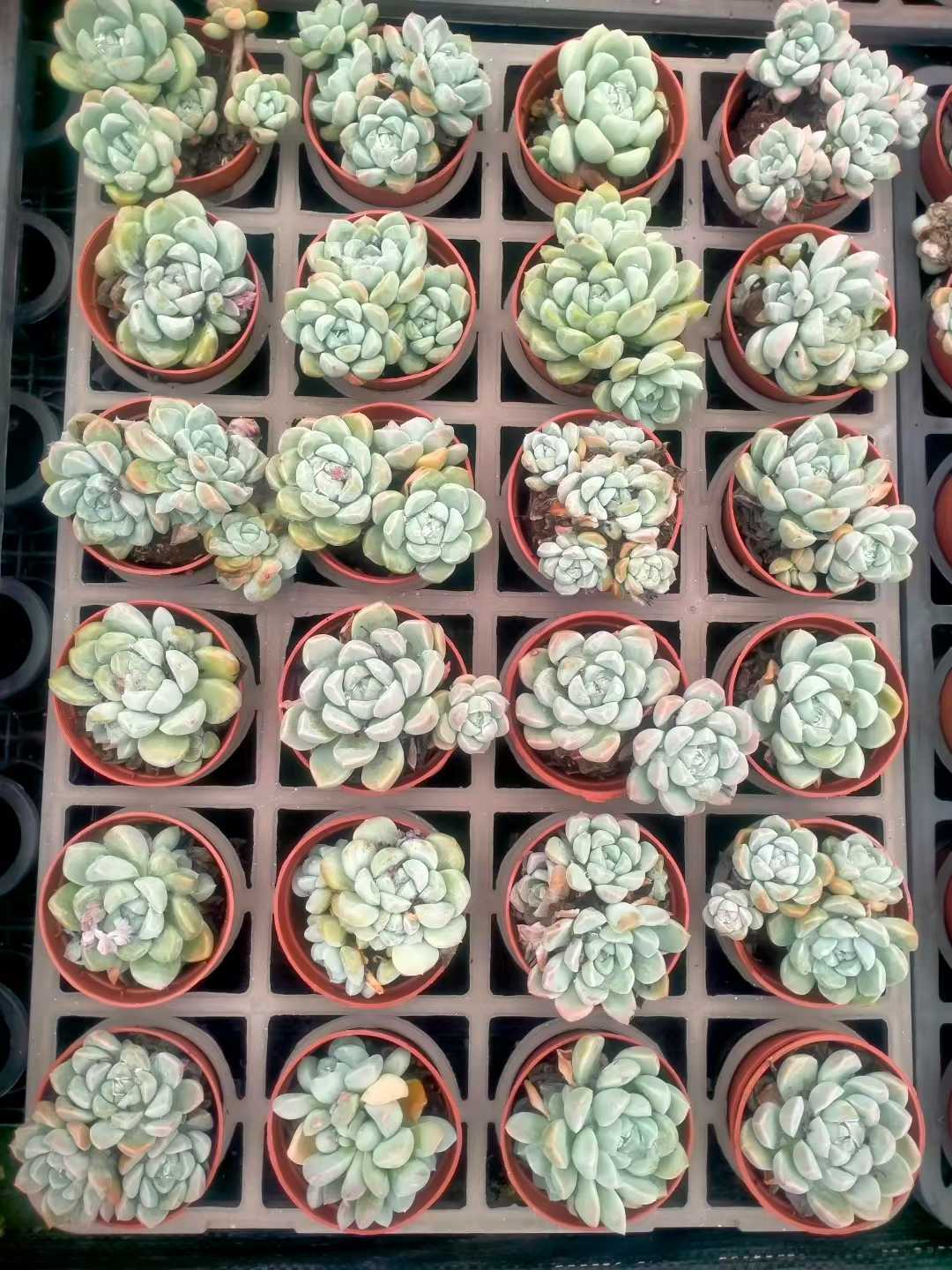 多肉植物 ヒョクギョク 35株セット 3号鉢 品番ZG00017