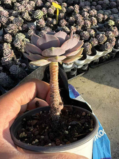 多肉植物 ルナレンろうくい 50株セット 3号鉢 品番AD00236