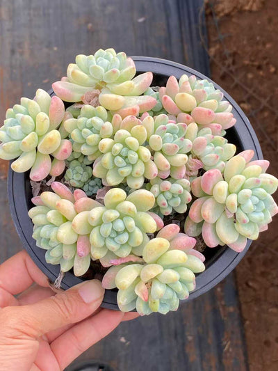 多肉植物 ラウル 12株セット 5号鉢 品番AA00136