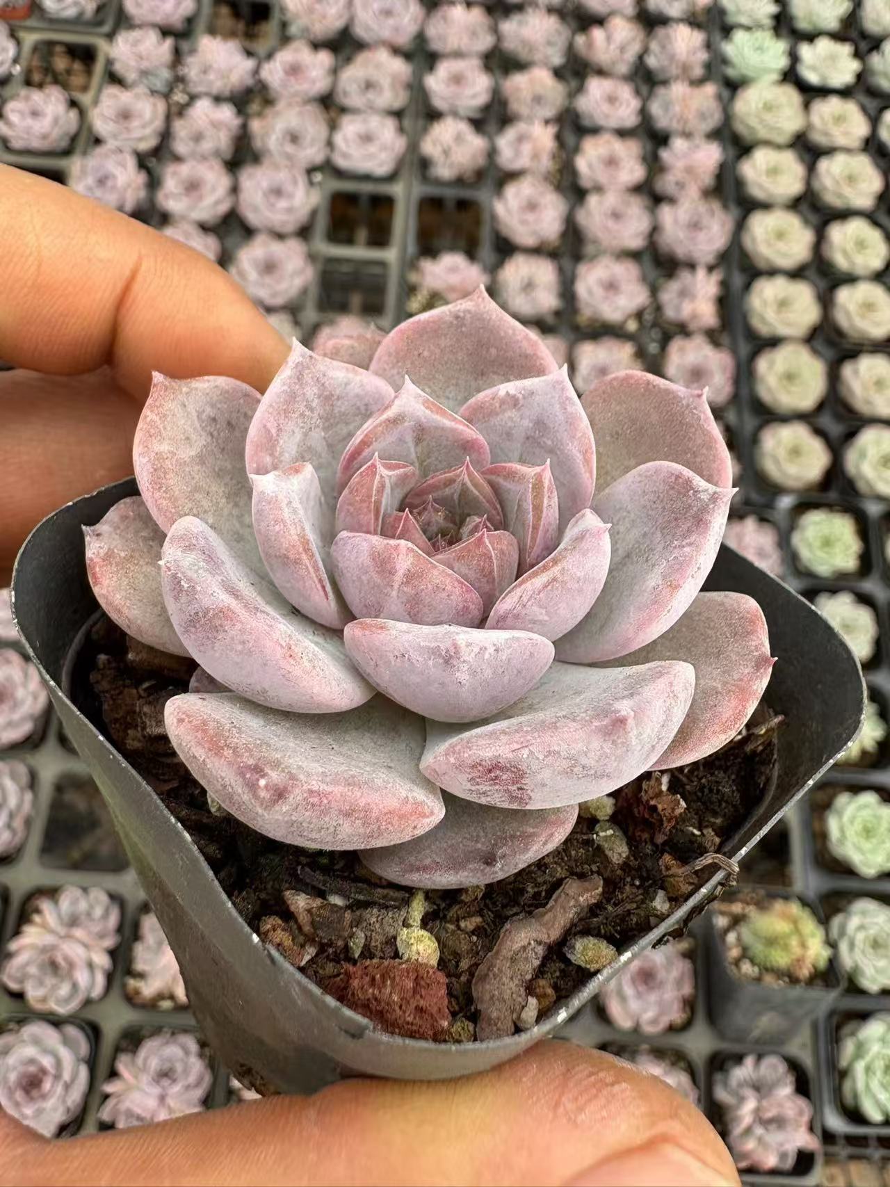 多肉植物 しせんし 50株セット 2.5号鉢 品番AD00111