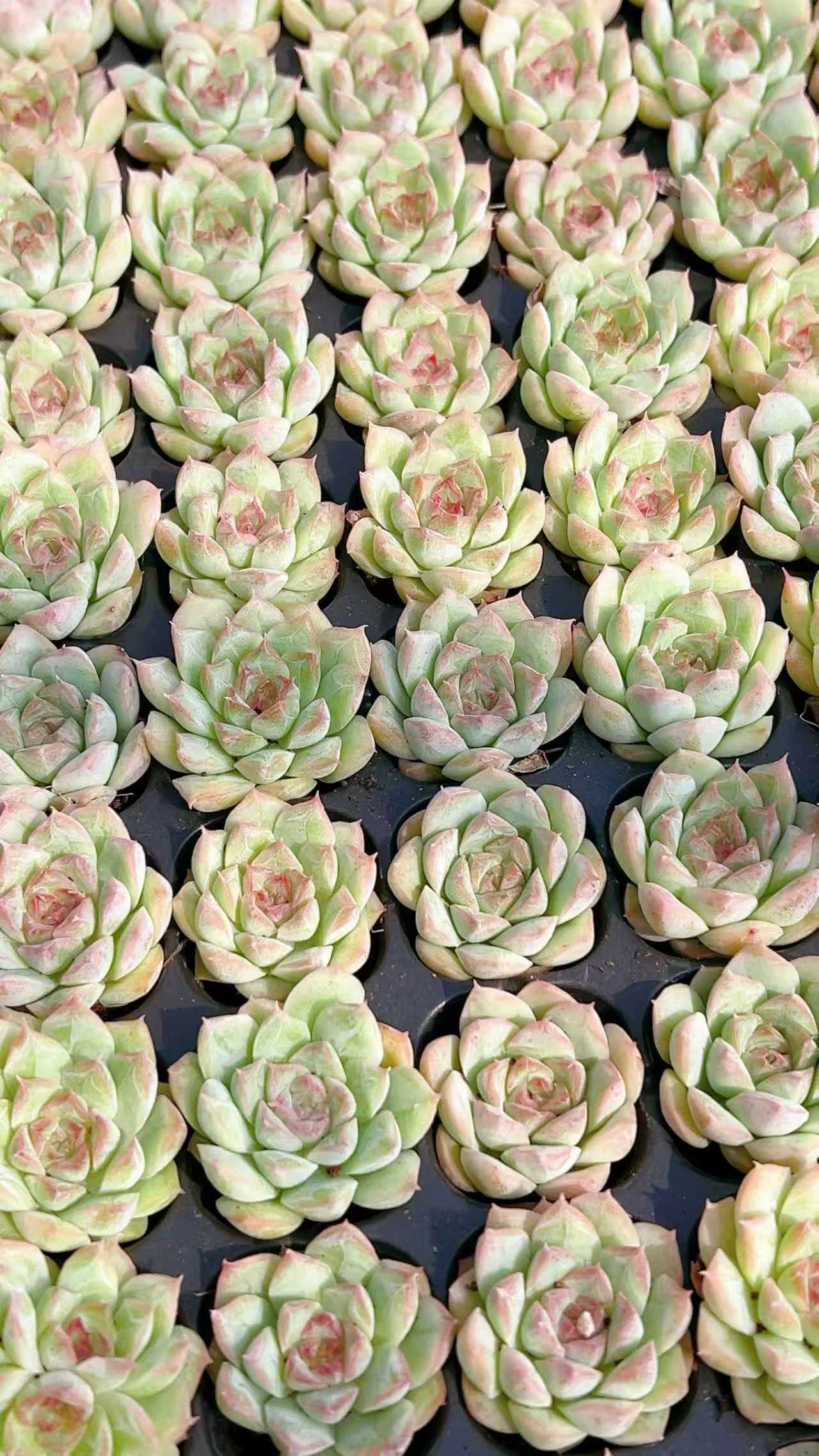 多肉植物 トウシュン 128株セット 品番AH00029