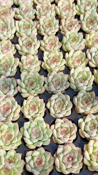 多肉植物 トウシュン 128株セット 品番AH00029