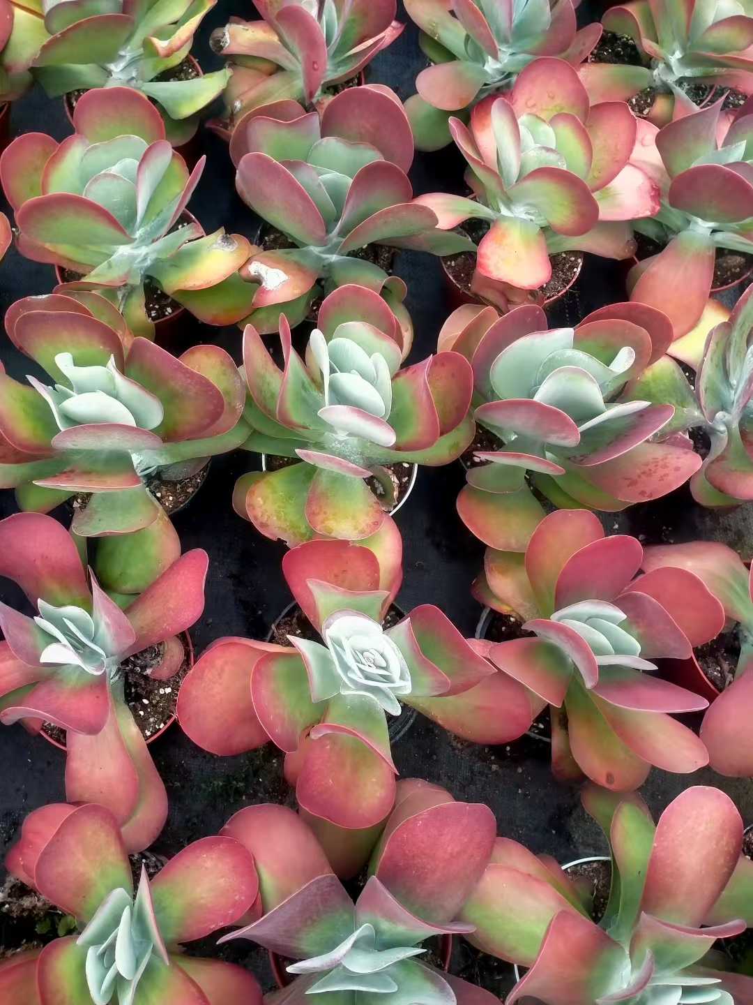 多肉植物 トウイン 12株セット 5号鉢 品番ZG00036 – 花のパッセージ