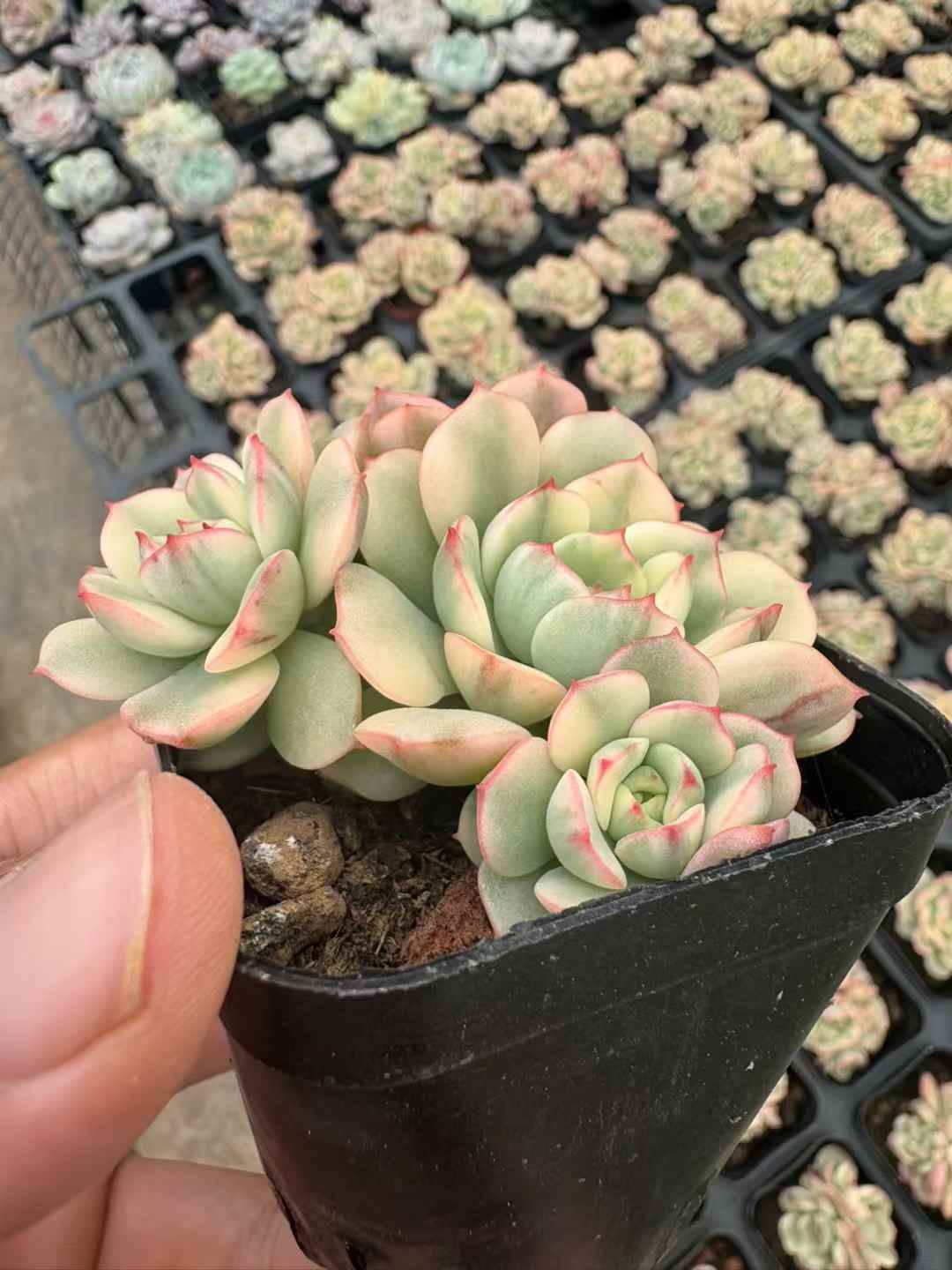 多肉植物 くれないけしょうにしき 50株セット 2.5号鉢 品番AD00248