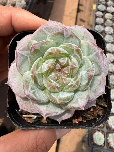 多肉植物 バントゥーラ 50株セット 2.5号鉢 品番AD00190